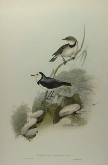 John Gould's Birds of Australia